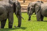 Elephants, Tarangire Ntl. Park  22