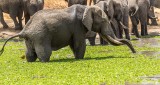 Elephants, Tarangire Ntl. Park  23