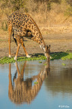 Giraffe, Tarangire Ntl Park  9
