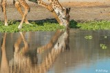 Giraffe, Tarangire Ntl Park  11