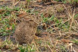 Scrub Hare, Tarangire Ntl. Park  1