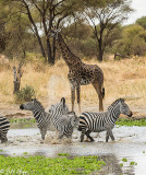 Zebras, Tarangire Ntl. Park  9