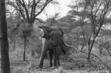 Elephants, Tarangire Ntl. Park  24