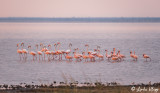 Flamingos, Tarangire Ntl. Park  4
