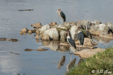 Marabou Storks, Mara River, Serengeti  2
