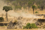 Wildebeest Migration, Mara River, Serengeti  23