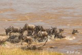 Wildebeest Migration, Mara River, Serengeti  25