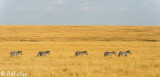 Zebra Migration, Serengeti  3