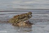 Nile Crocodile, Mara River, Serengeti  1