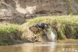 Nile Crocodile, Mara River, Serengeti  2
