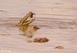 Nile Crocodile, Mara River, Serengeti  6
