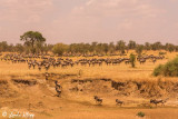 Wildebeest Migration, Mara River, Serengeti  4