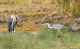 Marabou Stork & Heron, Serengeti  5