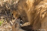 Lion, Southern Serengeti  23