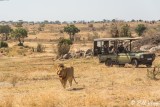Lion, Southern Serengeti  24