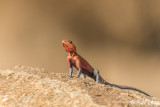 Agama Lizard, Serengeti  1