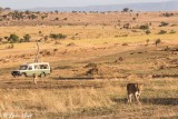 Lion, Southern Serengeti  29