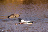 Saddlebilled Stork,  1