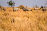 Lion, Serengeti 30