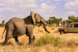 Elephants, Serengeti  4