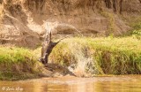 Nile Crocodile, Mara River, Serengeti  11