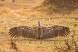 Vulture, Serengeti  7
