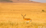 Impala, Serengeti  3