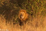 Lion, Serengeti 31