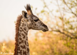 Masai Giraffe, Serengeti  14