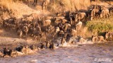 Wildebeest Migration, Mara River, Serengeti  6