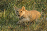 Lion Cub, Duba Plains  1