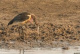 Marabou Stork, Hwange Ntl Park  2