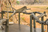 Vervet Monkey, Chitabe Camp, Okavango Delta  10