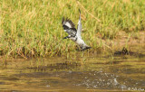 Pied Kingfisher, Chobe Ntl. Park  5