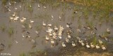 White Pelicans, Okavango Delta  2