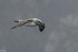 Grey Headed Albatross, Elsehul Bay  1