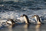 Gentoo Penguins, Gold Harbour  1
