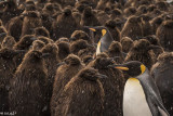 King Penguins, Gold Harbour  1