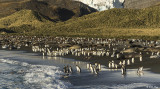 King Penguins, Gold Harbour  10