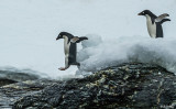 Adelie Penguins, Sandefjord Bay  2