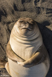 Elephant Seal Pup, Gold Harbor 4