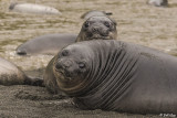 Elephant Seal Pups, Gold Harbor 7