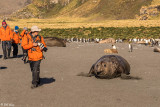 Elephant Seals, Gold Harbor  14