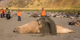 Elephant Seals, Gold Harbor  16