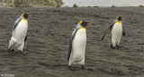 King Penguins, Right Whale Bay  13