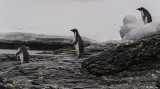 Adelie Penguins, Sandefjord Bay  4