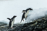 Adelie Penguins, Sandefjord Bay  7
