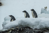 Adelie Penguins, Sandefjord Bay  8