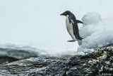 Adelie Penguins, Sandefjord Bay  9