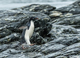 Adelie Penguins, Sandefjord Bay  10
